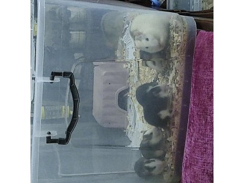 Rat faresi insana çok alışık