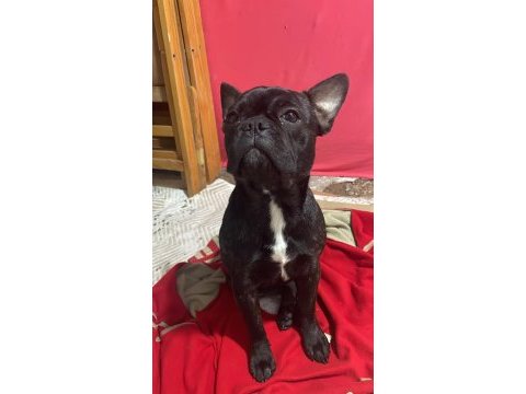 French bulldog kızımızı sahiplendirmek