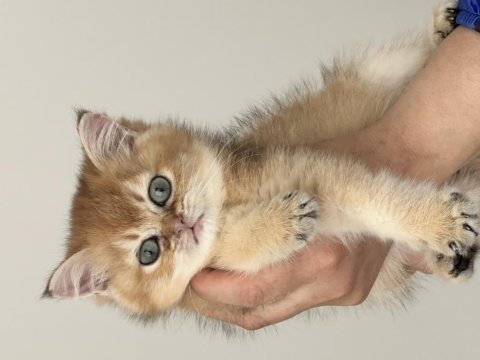 British shorthair golden yavrular