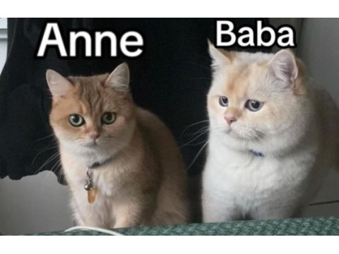Dünyalar güzeli british shorthair yavrular