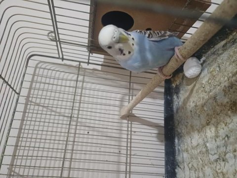 Genç muhabbet kuşu çifti