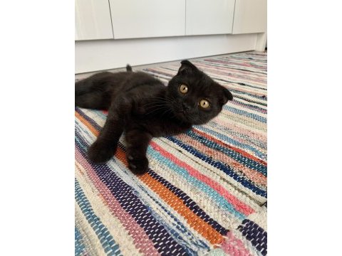 Yakışıklı scottish fold oğluma yuva arıyorum
