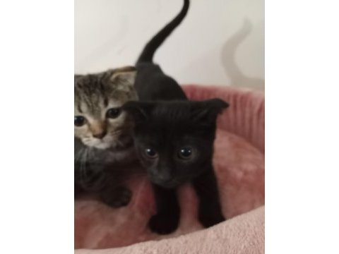 Yavru scottish fold yavrularımız yeni sahibini bekliyor