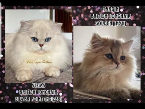 British longhair golden point erkek yavru