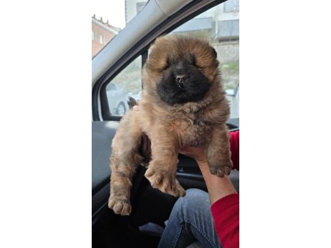 Çin aslanı chow chow bebeklerimiz