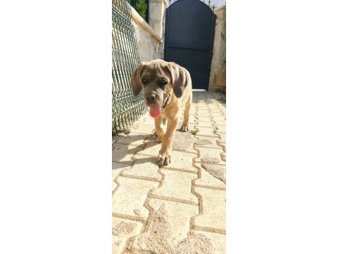 Dev dişi aslan cane corso