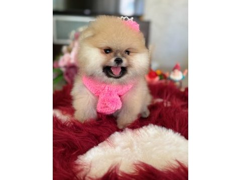 Bal gibi dışı pomeranian boo