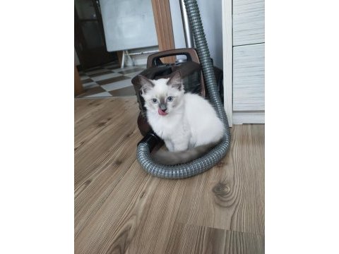 Safkan ragdoll 4 aylık dişi