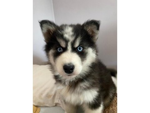 Husky bebekleri