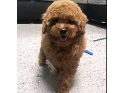 Toy poodle yavru köpeğimiz