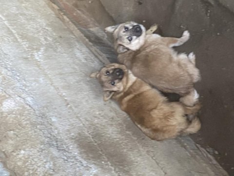 Erkek fino köpeğimiz hırçın kapı zili isteyenlere