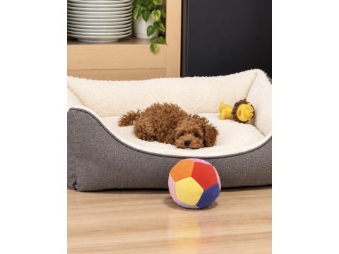 Orjinal wc eğitimli ev üretimi toy poodle