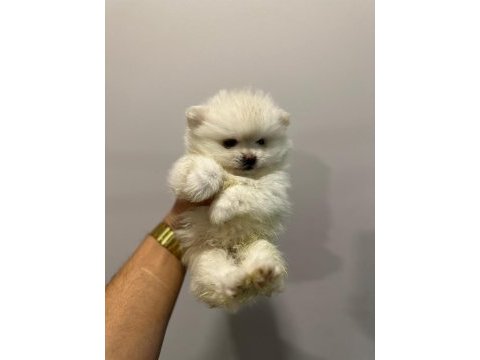 Ankara ici pomeranian boo yuvaları sizleri bekliyor