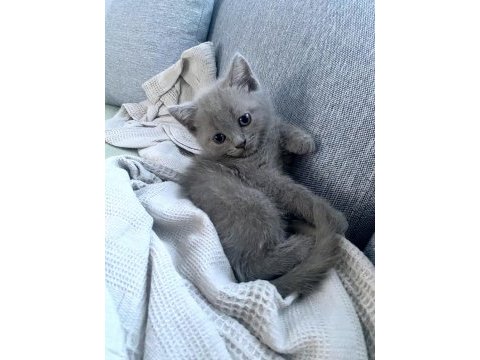 British shorthair yavru gri minnoş