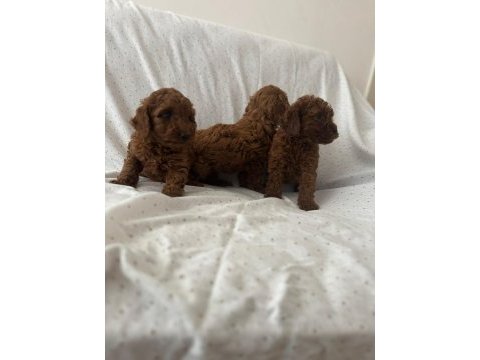 Red brown toy poodle erkek dişi