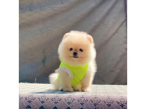 Pomeranian boo safkan ayı surat bebeklerim