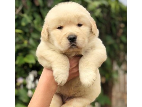 Golden retriever puppies