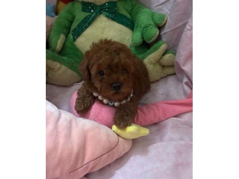 Toy poodle 2 aylık
