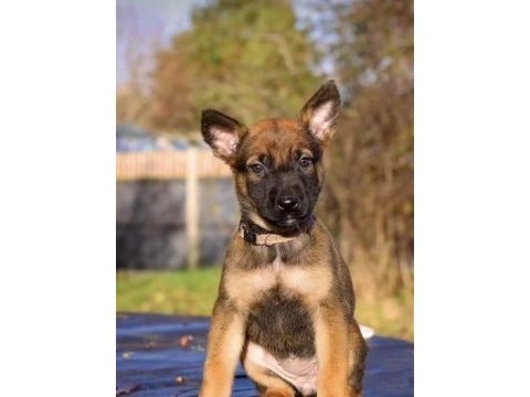 Mükemmel kan hattına sahip malinois yavrular 