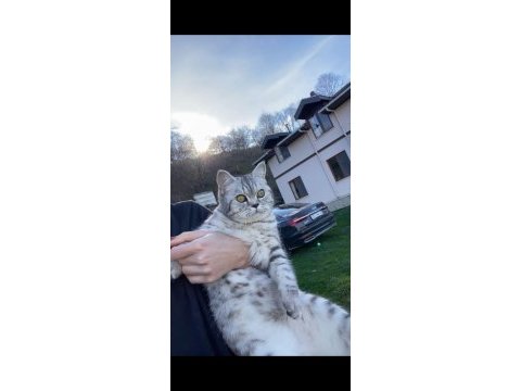 British shorthair acil yuva arıyoruz