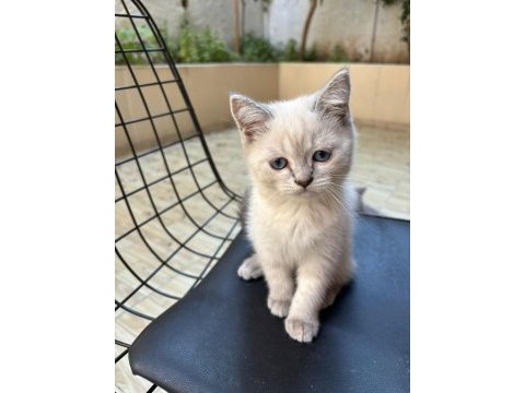 Blue point 2 aylık british shorthair