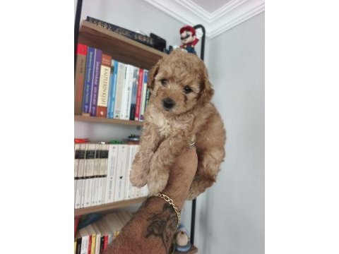 Maltipoo yavru köpekler