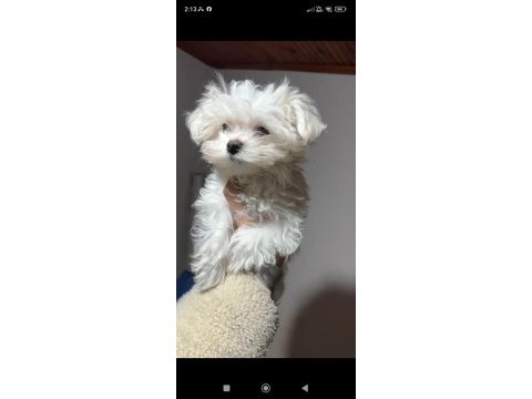Üst sınıf maltese terrier yavrumuz