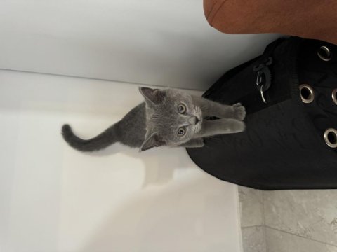 3 aylık çok tatlı uyguna british shorthair