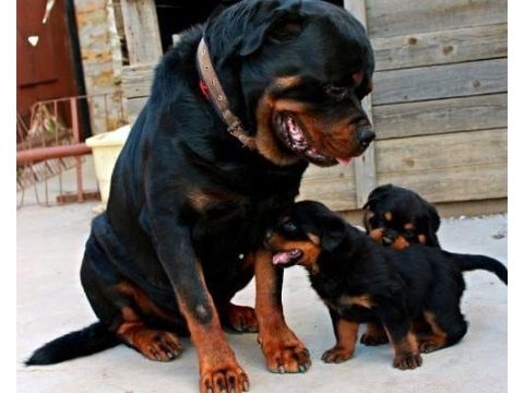 Rottweiler köpekleri