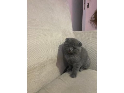2 erkek kardeş scottish fold