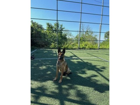 Safkan belçika kurdu malinois