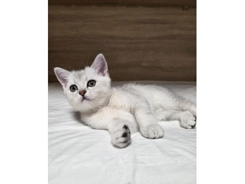 Çok oyuncu british shorthair yavrumuz