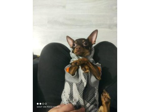 1.5 yaşında dişi pinscher