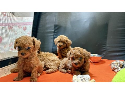 Kore kan poodle bebekler