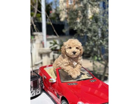 Mini f1 maltipoo yavrularımız