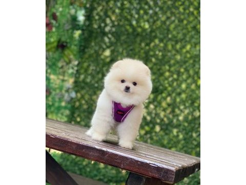 Pomeranian teddy face yavrularımız