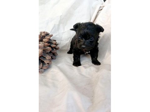 Maltipoo yavrumuz