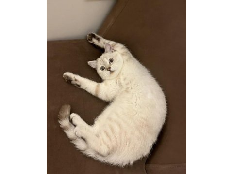 British shorthair kızıma eş arıyorum