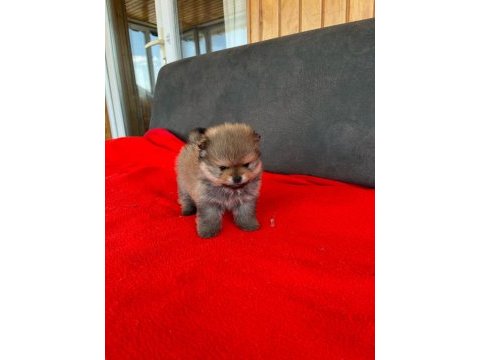 Erkek dişi pomeranian yavrular