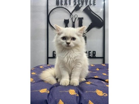 A kalite de blue point british longhair