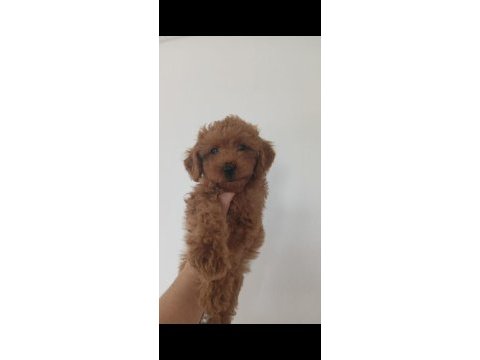 Toy poodle bebeğimiz mevcut