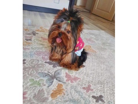 Yorkshire terrier yorki yavrusu