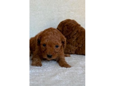 Toy poodle yavruları