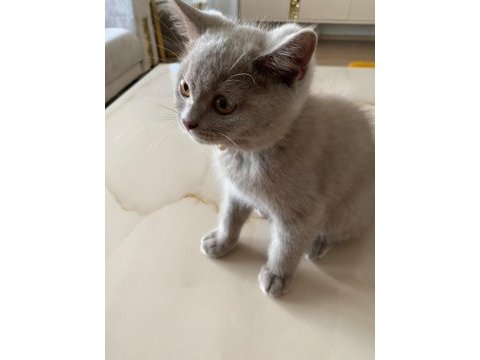 Lilac british shorthair