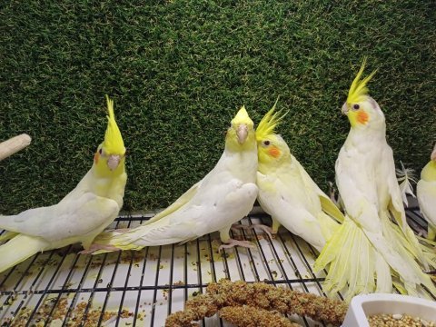 Lutino ve albino sultan papağanı yavrular