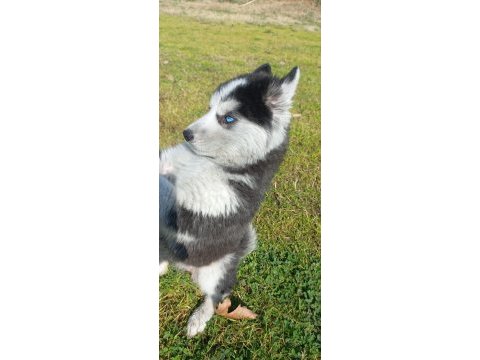 Husky sibirya kurdu