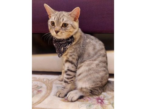 5 aylık british shorthair