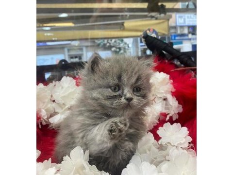 İki aylık british shorthair yavrular yeni yuvalarını arıyor