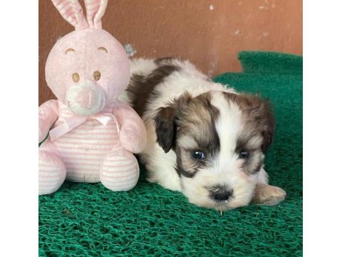 Morkie yavrular hazır günü
