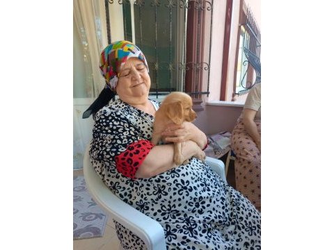 Red golden retriever bebekler uygun